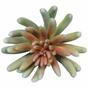Echeverian keinotekoinen kasvi 11 cm