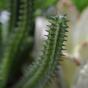 Euphorbia keinotekoinen kaktus 20 cm