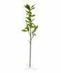 Hollyn keinotekoinen haara 75 cm