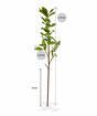 Hollyn keinotekoinen haara 75 cm
