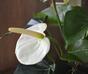 Keinotekoinen anthuriumkasvi valkoinen 40 cm
