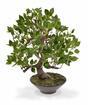Keinotekoinen bonsai Fikus Wiandi 45 cm