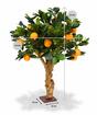 Keinotekoinen bonsai Sitruuna -appelsiini 65 cm