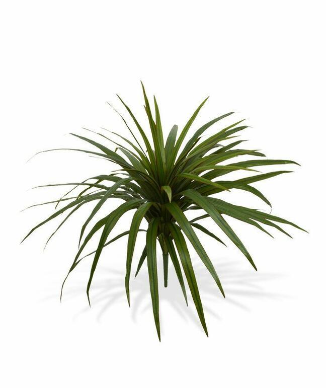 Keinotekoinen Dracena -kasvi, joka on vuorattu 50 cm: llä