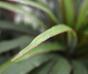 Keinotekoinen Dracena -kasvi, joka on vuorattu 50 cm: llä