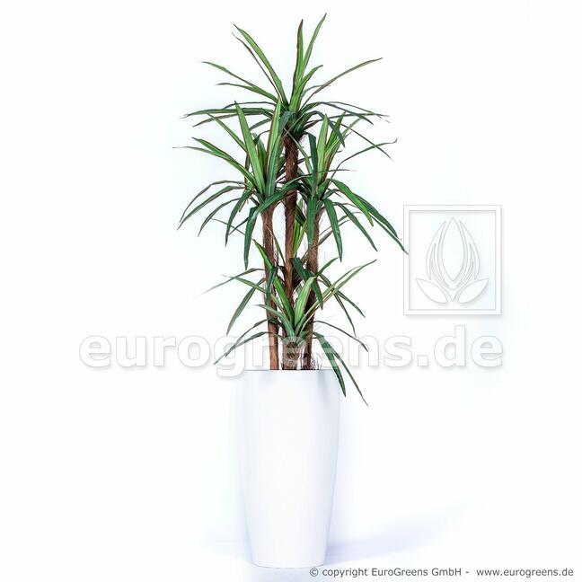 Keinotekoinen Dracena -kasvi, vuorattu 140 cm
