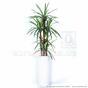 Keinotekoinen Dracena -kasvi, vuorattu 140 cm