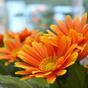 Keinotekoinen Gerbera -kasvi oranssi 30 cm