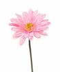 Keinotekoinen Gerbera -kukka vaaleanpunainen 60 cm