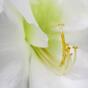 Keinotekoinen haara Amaryllis valkoinen 55 cm