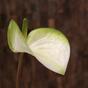 Keinotekoinen haara Anthurium valkoinen-vihreä 55 cm
