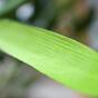 Keinotekoinen haara Bambu 60 cm