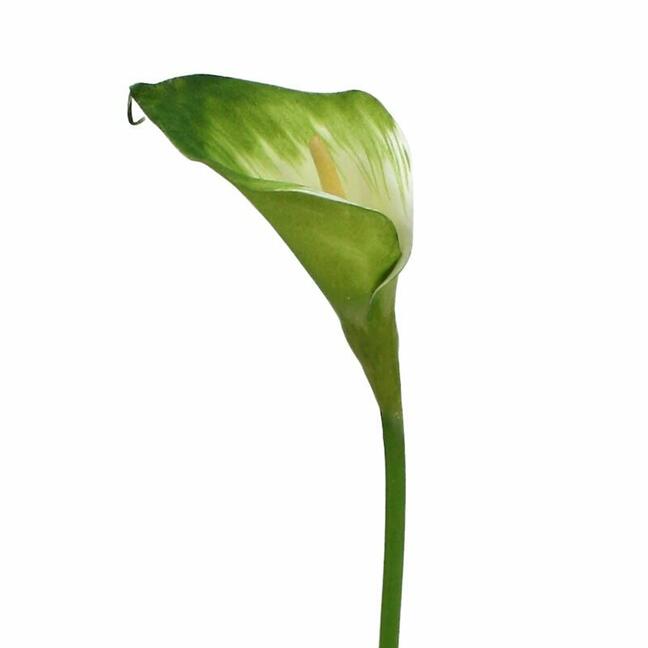 Keinotekoinen haara Camellia vihreä-valkoinen 55 cm