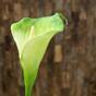 Keinotekoinen haara Camellia vihreä-valkoinen 55 cm