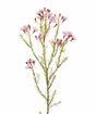 Keinotekoinen haara Chamelaucium uncinatum pink 65 cm