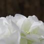 Keinotekoinen haara Hydrangea valkoinen 50 cm