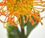 Keinotekoinen haara Leucadendron oranssi 60 cm