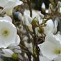 Keinotekoinen haara Magnolia kerma 100 cm