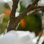 Keinotekoinen haara Magnolia kerma 100 cm