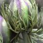 Keinotekoinen haara Musta-vihreä violetti 55 cm