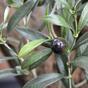 Keinotekoinen haara Oliivipuu oliiveilla 54 cm
