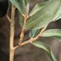 Keinotekoinen haara Oliivipuu oliiveilla 85 cm
