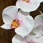 Keinotekoinen haara orkidea vaaleanpunainen-valkoinen 55 cm