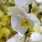 Keinotekoinen haara orkidea valkoinen 110 cm