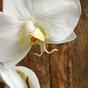 Keinotekoinen haara orkidea valkoinen 55 cm