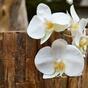Keinotekoinen haara orkidea valkoinen 55 cm