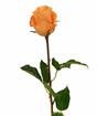 Keinotekoinen haara Rose oranssi 52 cm