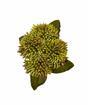 Keinotekoinen haara Stonecrop 50 cm