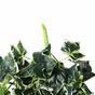 Keinotekoinen jänne Ivy valko-vihreä 80 cm