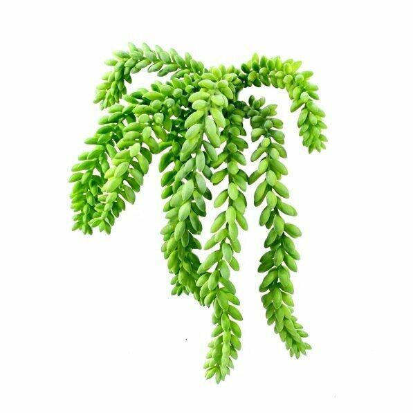 Keinotekoinen jänne Morganov Stonecrop 25 cm