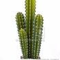 Keinotekoinen kaktus San Pedro 55 cm