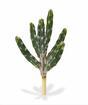 Keinotekoinen kaktus Tetragonus 35 cm