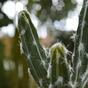 Keinotekoinen kaktus Tetragonus 35 cm
