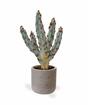 Keinotekoinen kaktus Tetragonus Brown 35 cm