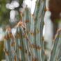 Keinotekoinen kaktus Tetragonus Brown 35 cm