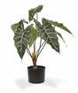 Keinotekoinen kasvi Allocasia Amazonica 60 cm