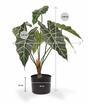 Keinotekoinen kasvi Allocasia Amazonica 60 cm