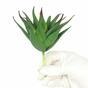 Keinotekoinen kasvi Aloe 13,5 cm