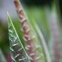 Keinotekoinen kasvi Aloe Vera 30 cm