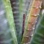 Keinotekoinen kasvi Aloe Vera 30 cm