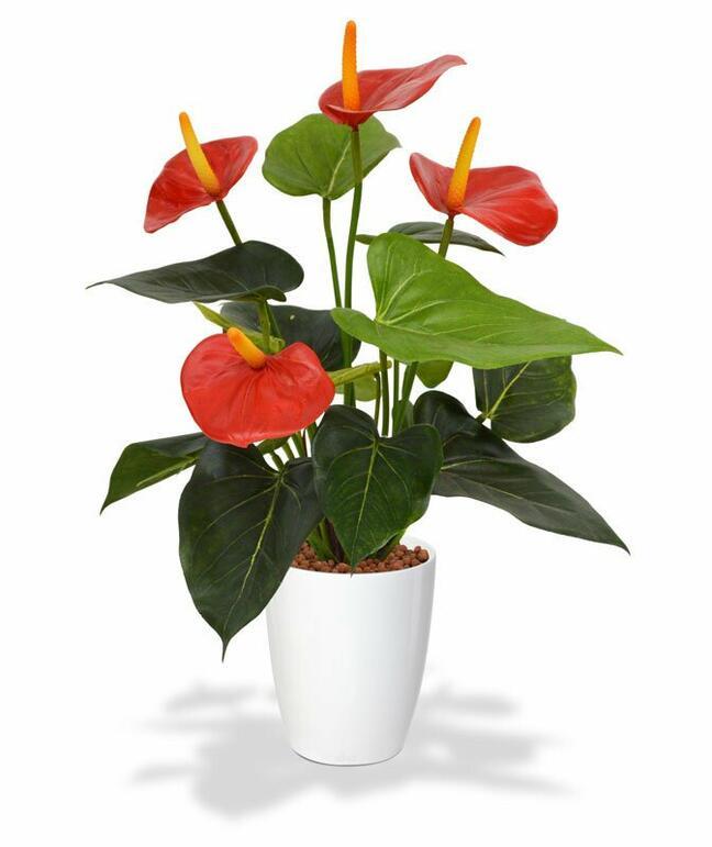 Keinotekoinen kasvi Anthurium red 40 cm