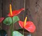 Keinotekoinen kasvi Anthurium red 40 cm
