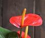 Keinotekoinen kasvi Anthurium red 40 cm
