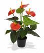 Keinotekoinen kasvi Anthurium red 40 cm
