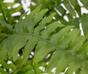 Keinotekoinen kasvi Bostonin saniainen 40 cm