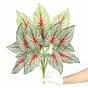 Keinotekoinen kasvi Calladium monivärinen 50 cm